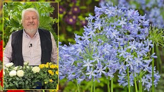 AGAPANTHES OU LIS BLEUS D’AFRIQUE DES FLEURS POUR ENCHANTER L’ÉTÉ Le quotidien du jardin N°192 [upl. by Anidal]