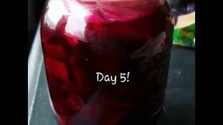 Fermenting Beets amp how to prevent mold in ferment [upl. by Atila]