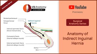 Anatomy of Indirect Inguinal Hernia  Abdomen Surgical Anatomy Series [upl. by Atinnor]