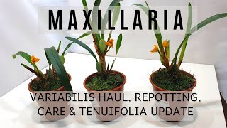 Maxillaria Orchids  Variabilis Haul Tenuifolia Updates Repotting amp Care Info  SemiHydro [upl. by Novhaj]