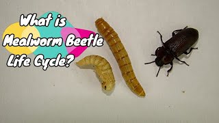 Mealworm Beetle Life Cycle Stages of the Mealworms Darkling Beetle live food for bird and reptile [upl. by Yeloc121]