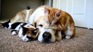 Video 34 CUTENESS OVERLOAD A dog sleeping with his KITTENS [upl. by Riplex]