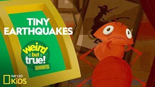 Tiny Earthquakes  Weird But True Shorts [upl. by Aynwat209]