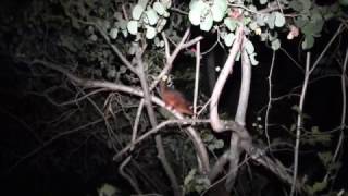 Baby Ringtail Possum Distress Sound [upl. by Ogires]