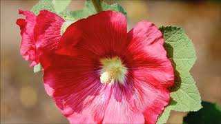 Malwa  Alcea  Poradnik Ogrodowy 26 [upl. by Avilla681]