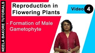 Reproduction in Flowering Plants  NEET  Formation of Male Gametophyte  Neela Bakore Tutorials [upl. by Fanny]