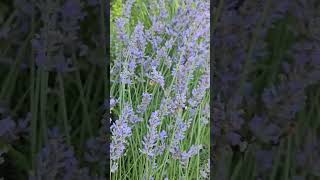 Lavender and Filberg Joy Beautiful Lavender with ashleighball choosejoyjourney travel nature [upl. by Schweitzer]