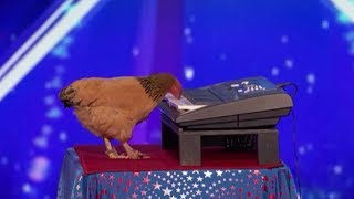 Jokgu The Chicken Plays The Piano SHOCKING [upl. by Sueaddaht]