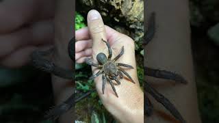 Trapdoor Spider from China  ViralHog [upl. by Aniretac]