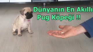 2 Aylık Köpeğe İnanılmaz Eğitim Sevginin ve Aşkın Gücü Pug Köpek Lina [upl. by Akere519]