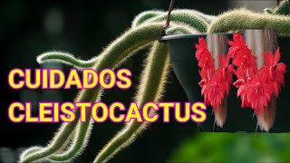 APRENDE TOSO SOBRE CLEISTOCACTUS  COMO CUIDAR CACTUS COLA DE MONO [upl. by Marabel]