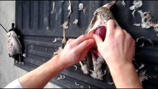 How to quickly clean a duck [upl. by Erreid]