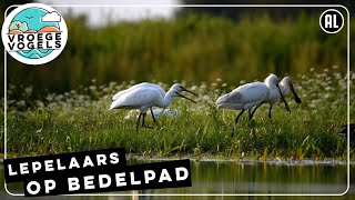 Puberende lepelaars bedelen om eten  Zelf Geschoten  Vroege Vogels [upl. by Nilo]