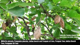 Millettia pinnata Pongamia pinnata Indian beech and Pongam oil tree Pongam Tree Indian Beech [upl. by Collayer]