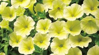 Production Tips for Growers Surfinia Petunias [upl. by Thorin]