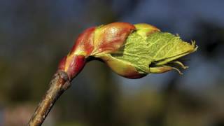 La fleur de Bach Chestnut Bud ou Bourgeon de marronnier [upl. by Vinnie]