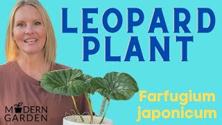 Leopard Plant Houseplant Care  Farfugium Japonicum  MOODY BLOOMS [upl. by Bourn]