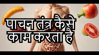 HOW THE HUMAN DIGESTIVE SYSTEM WORKS IN HINDI  SCIENCE FACTS IN HINDI [upl. by Lorrie]