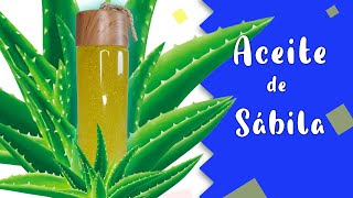 ACEITE DE SÁBILA PARA CRECER EL CABELLO 🌵 Cómo Hacer Aceite de Sábila Casero 🌵🌵 [upl. by Ynitsed178]