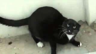 ☛Recopilacion de gatos furiosos 【Debes De Verlo】 [upl. by Egan]