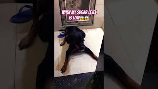 Type 2 diabetes dog rottweiler diabetic dogshorts viralsong shorts newsong [upl. by Aissyla698]