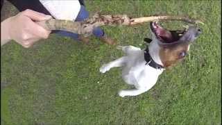 JACK RUSSEL CRAZY JUMP 240 FPS GOPRO 3 [upl. by Narej]