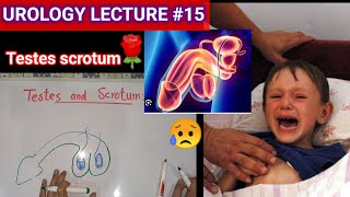 Urology surgery lecture 15 testes and scrotums undecended testis ectopic testis [upl. by Jarrod]