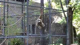 Whitehanded gibbons at sacramento zoo [upl. by Steere]