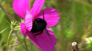 ABEILLE Charpentière  Xylocopa violacea  Eté la Fin  BRUITX [upl. by Nye268]