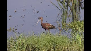 Whitefaced Ibis at Betty Nagamine Bliss Overlook Hawaiʻi [upl. by Ecnerwal]