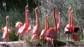 American Flamingo Courtship Behavior  Sacramento Zoo [upl. by Lily]