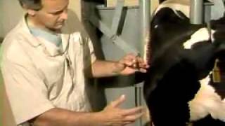 Jugular vein Blood Collection and Injection In a cow [upl. by Callida778]