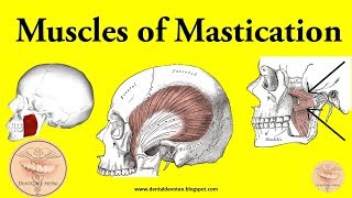 Muscles of Mastication made easy [upl. by Ammadas]