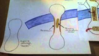 Endochondral Ossification [upl. by Ballou713]