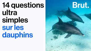 14 questions ultra simples sur les dauphins 🐬 [upl. by Brandi]