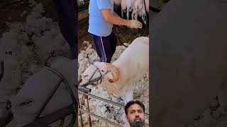 wool picking formula sheep shortvideo viralvideo youtubeshorts trendingshorts [upl. by Araeic]