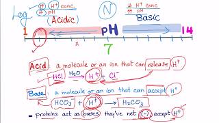 Acid Base Disorders part 2 acidosis vs acidemia [upl. by Bradstreet]