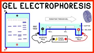 Gel Electrophoresis and DNA Fingerprinting Explained [upl. by Sherburn]