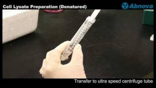 Cell Lysate Preparation Denatured [upl. by Betsey]