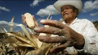 NAFTA  US Farm Subsidies Devastates Mexican Agriculture [upl. by Yevre]