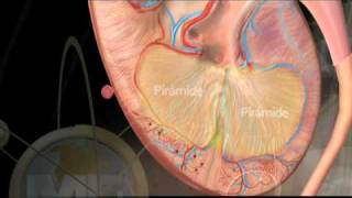 Anatomia Sistema Urinario  Urinary System Anatomy [upl. by Dinesh]