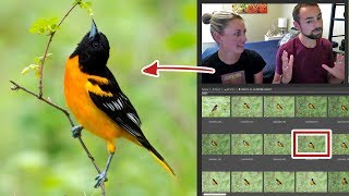 Bird Photography Tutorial  How To Select YOUR BEST photos [upl. by Akered851]