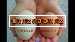 Whats The Difference Duck Eggs vs Chicken Eggs [upl. by Eico]