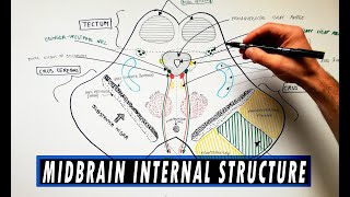 Midbrain  Cross section  Internal structure  Neuroanatomy Tutorial [upl. by Briant396]