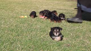 Yorkie Poo Puppies For Sale [upl. by Emixam]