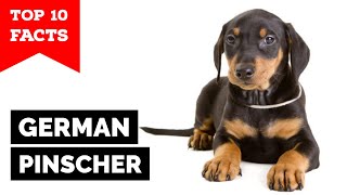 German Pinscher  Top 10 Facts [upl. by Earahs674]