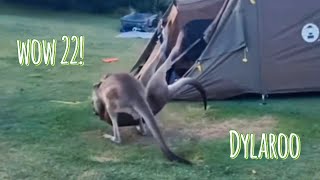 Boxing Kangaroos DylarooWoW 22 [upl. by Callean842]