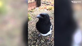 Talking Magpie Becomes Online Sensation [upl. by Shirley]