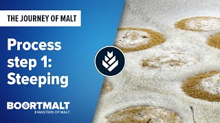 Malting Process Step 1  Steeping [upl. by Aivatnwahs201]