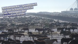 PferdeQualfleisch aus Nordamerika  2019 [upl. by Asiilanna666]